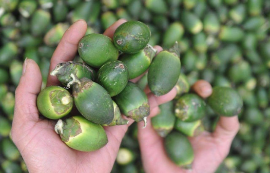 技術(shù)雙創(chuàng)新，那些年檳榔用科技攻堅(jiān)傳統(tǒng)技術(shù)難題